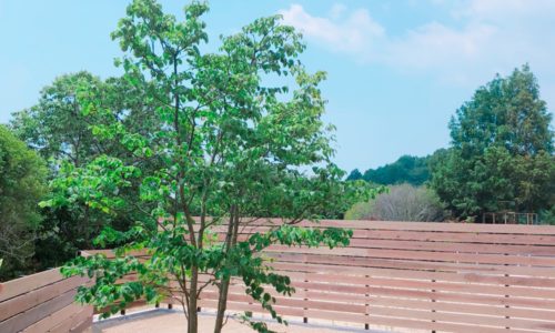 シンボルツリー、やまぼうし、ヤマボウシ、和田造園、植栽、庭