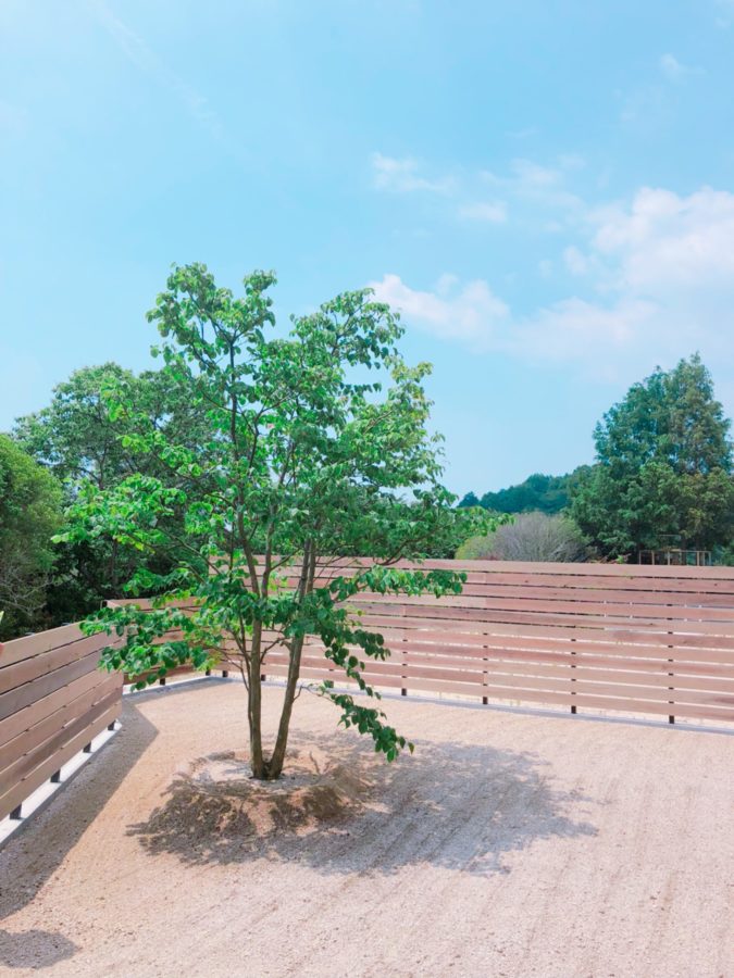 シンボルツリー、やまぼうし、ヤマボウシ、和田造園、植栽、庭